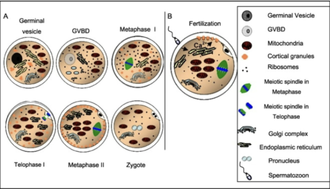 <ol><li><p>cortical granule expansion and redistribution</p></li><li><p>mitochondria expansion and cellular redistribution</p></li><li><p>protein and mRNA packaging</p></li></ol><p></p>