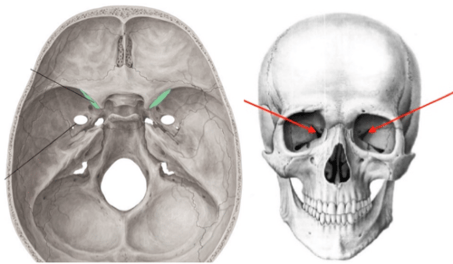knowt flashcard image