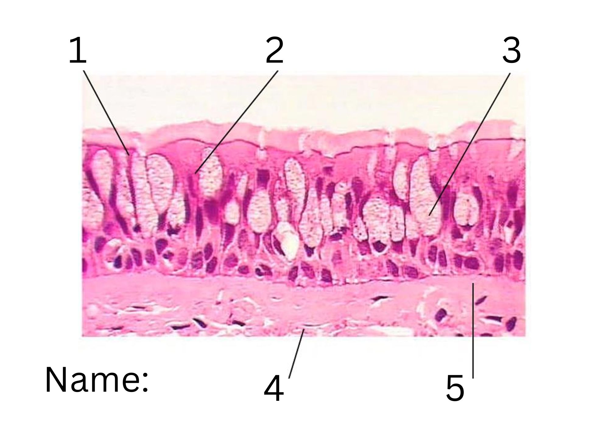 term image