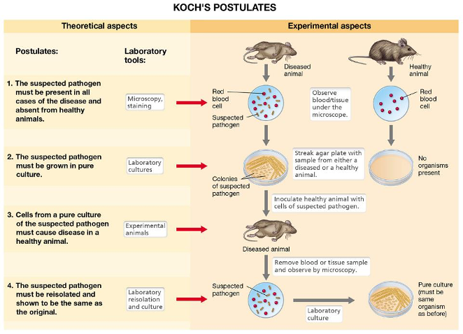 
1. The suspected pathogen must be present in all cases of the disease and absent from healthy animals. 
2. The suspected pathogen must be grown in pure culture.
3. Cells from a pure culture of the suspected pathogen must cause disease in a healthy animal.
4. The suspected pathogen must be reisolated and shown to be the same as the original.                  