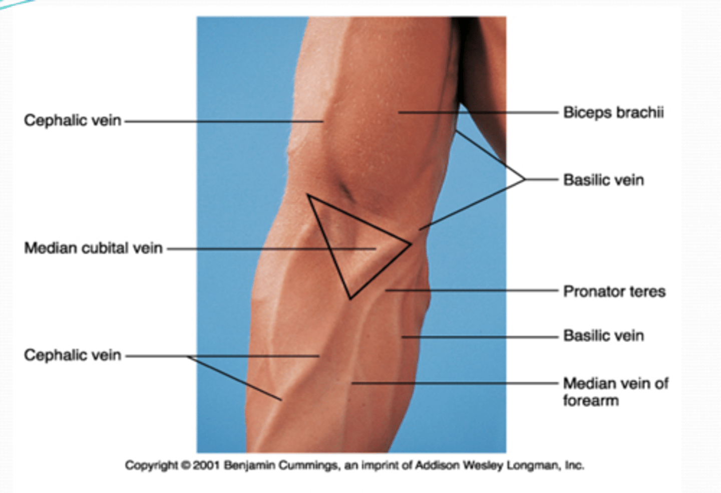 <p>imaginary line connecting medial and lateral epicondyles</p>