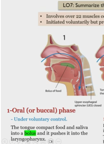 <p>Under voluntary control</p><p>tongue compacts food and saliva into a bolus, pushes it into laryngopharynx</p>