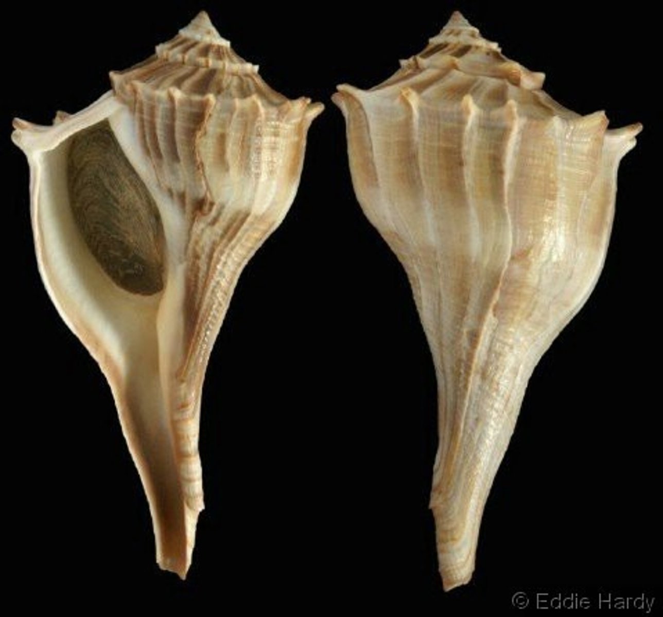 <p>lightning welk</p>