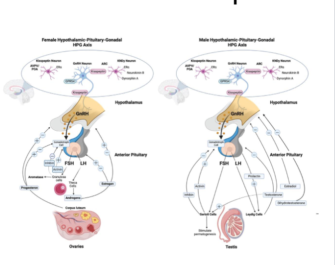 <p><span><span>Comparing Male vs. Female Feedback Loops</span></span></p>