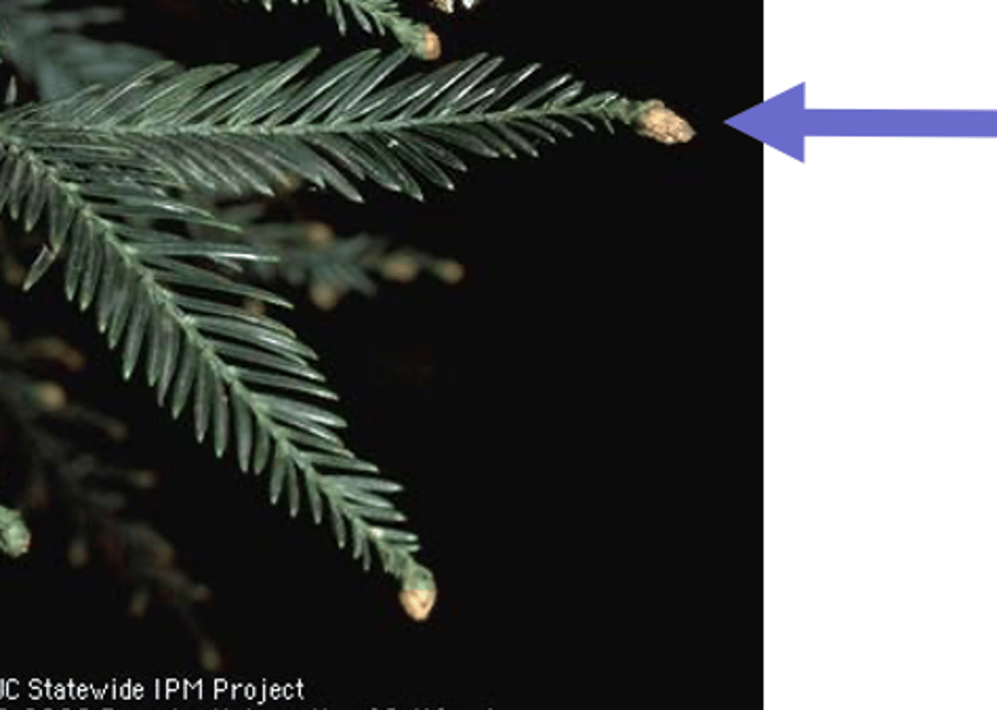 <p>produce pollen</p><p>- are usually lighter</p><p>- are usually small</p>