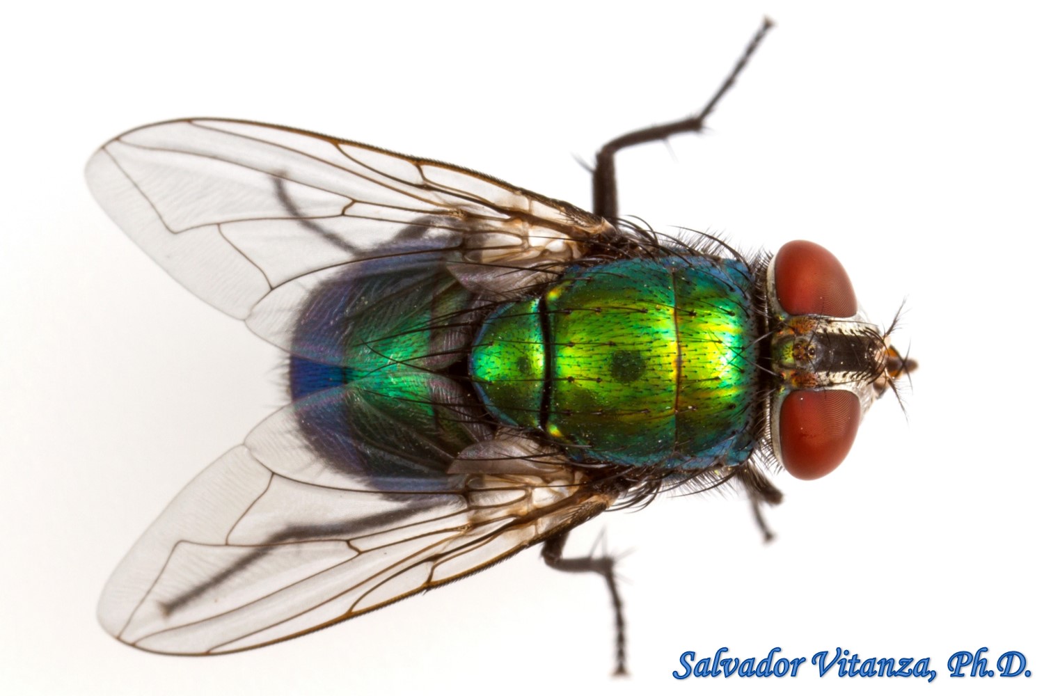 <p>Family: Calliphoridae</p><p></p><p>Many are metallic blue or green</p><p>Arista plumose for entire length</p><p>With hypopleural bristles</p>