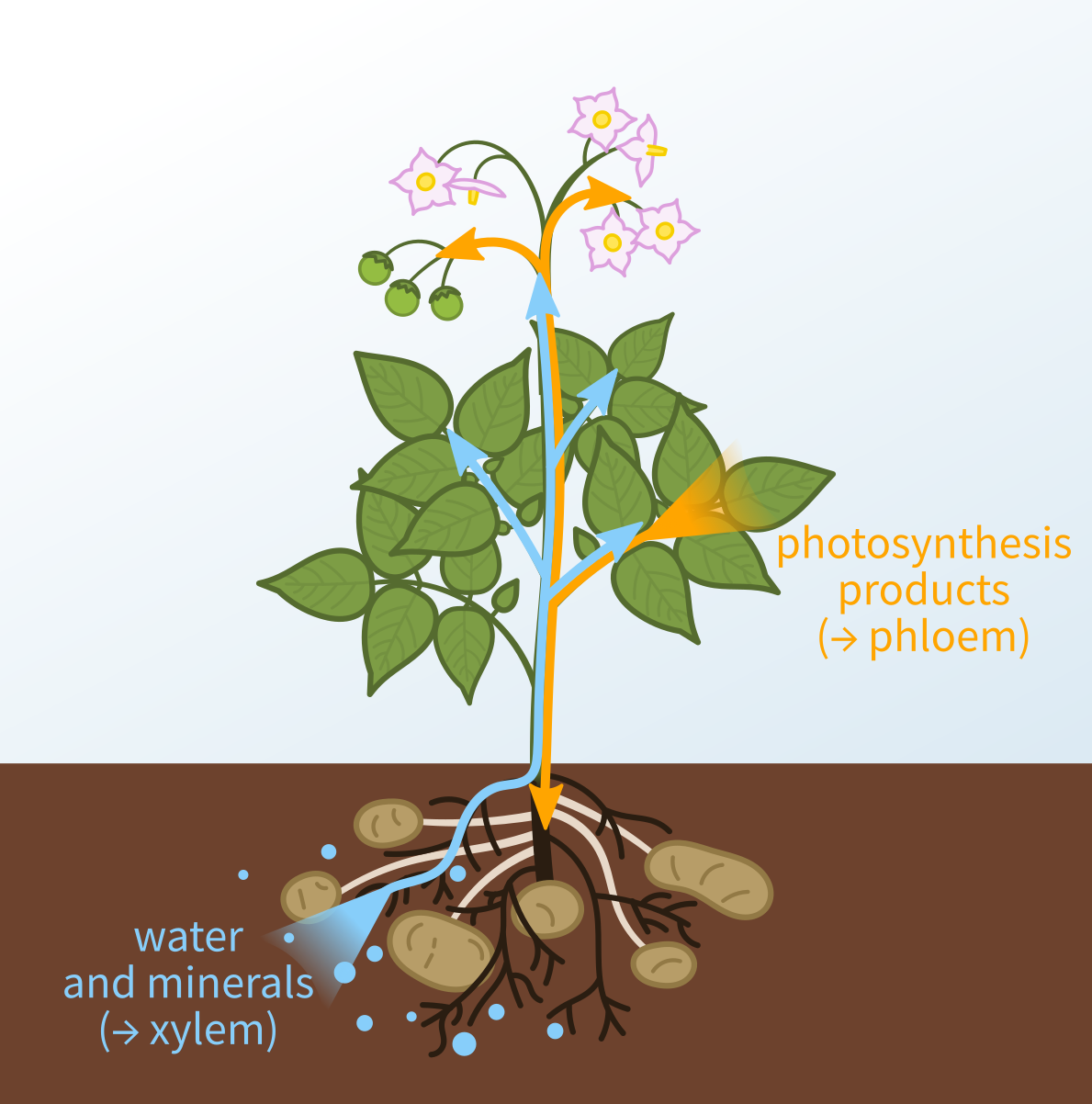 <p>What structures do all vascular plants have?</p>