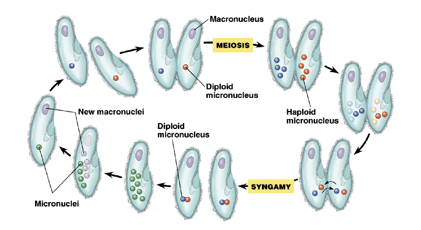 <p>sexual shuffling of genes in protists where micronucleus undergo meiosis and are exchanged</p>
