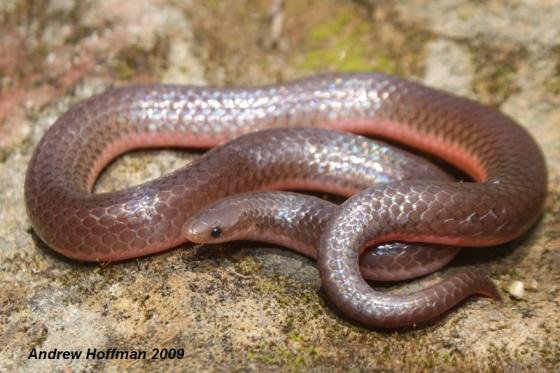 <p>Common wormsnake</p>