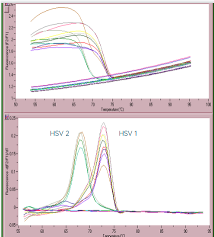 <p>(qPCR applications) HSV detection</p>