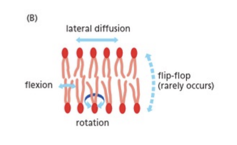 <ul><li><p>they can flip flop to the other leaflet (rare)</p></li><li><p>they can rotate around</p></li><li><p>they can do lateral diffusion </p></li></ul><p></p>