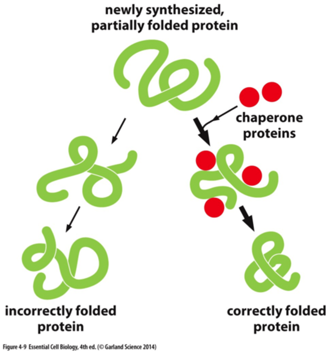 <p>proteins that assist in the folding of other proteins</p><p>- facilitate co- and post-translational folding</p><p>- assist in assembly and disassembly of macromolecular complexes</p><p>- suppress misfolding and aggregation of unfolded polypeptides</p><p>ex: heat shock proteins</p>