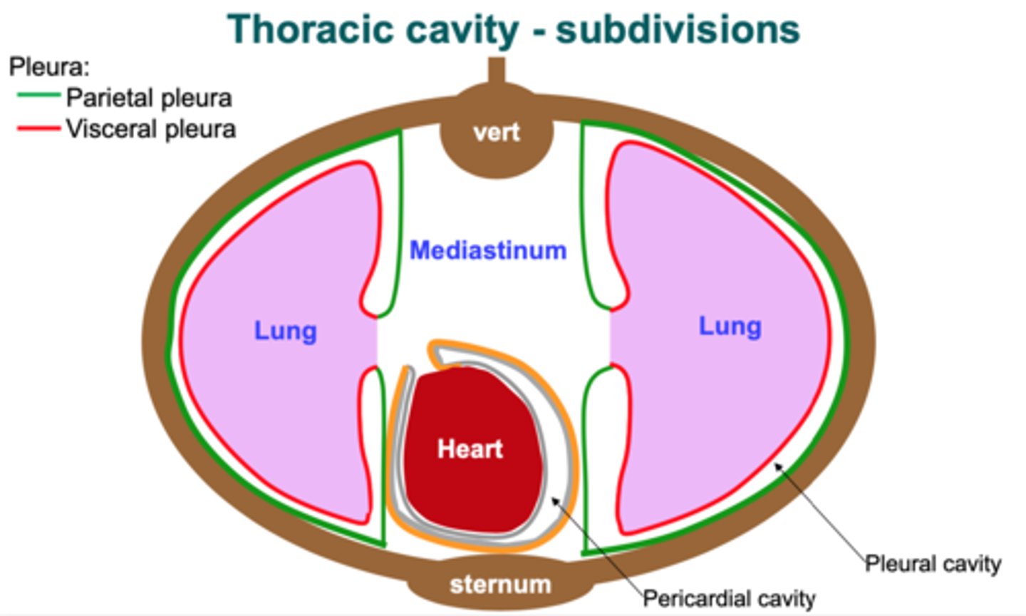 <p>most superficial layer; lines thoracic wall</p>