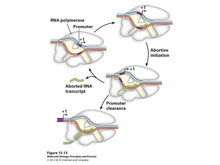 <p>This occurs during the synthesis of the first ten bases of a RNA transcript. To synthesize, the RNA polymerase has to collect and combine two rNTPs in the right orientation to move forward. As the first ten are synthesized, there is a high probability that transcription will abort and start over.</p>
