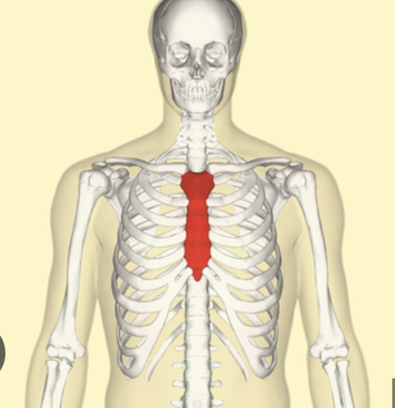 <p>what is this called? part of thorax- rib cage and chest </p>