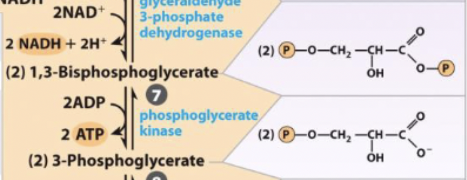 <p>1,3-Biphosphoglycerate ←→ 3-phosphoglycerate</p>