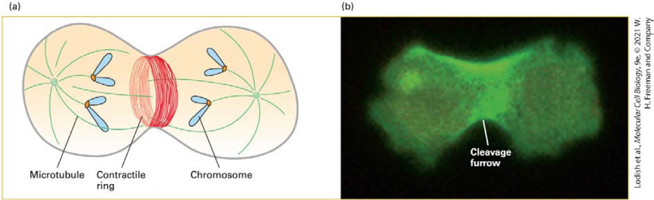<p style="text-align: left;"></p><p style="text-align: left;"></p><p style="text-align: left;"><span><span>When the gene for the heavy chain of myosin II is deleted, cells are unable toundergo cytokinesis. </span></span></p><p style="text-align: left;"><span><span>Instead, these cells form a multinucleated syncytiumbecause cytokinesis, but not nuclear division, is inhibited</span></span></p>