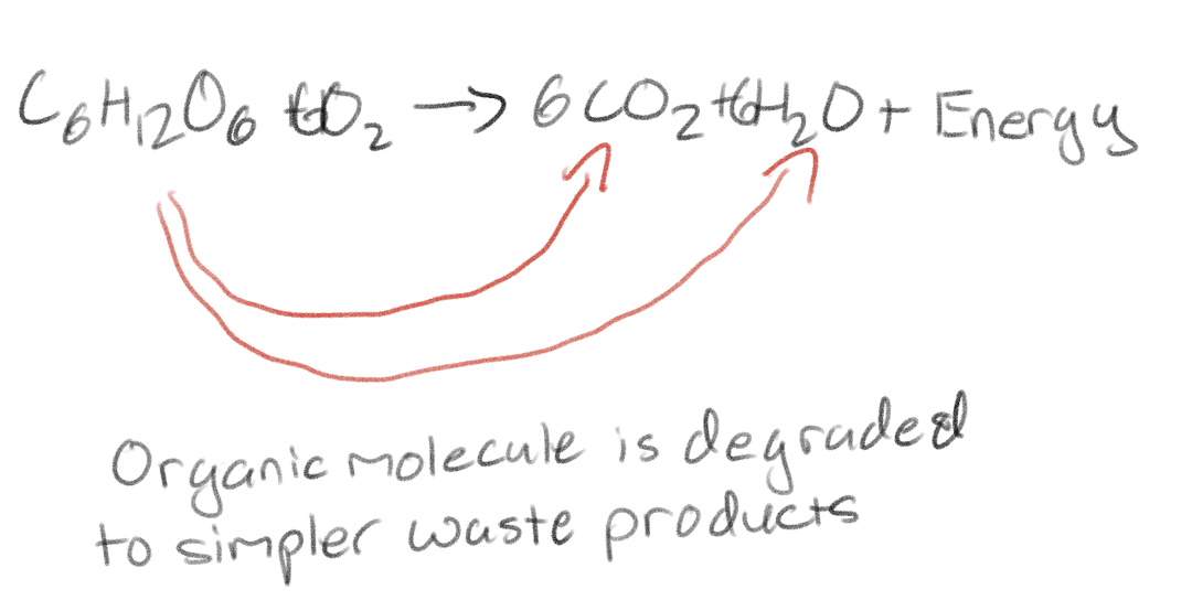 <p>Simpler waste products</p>
