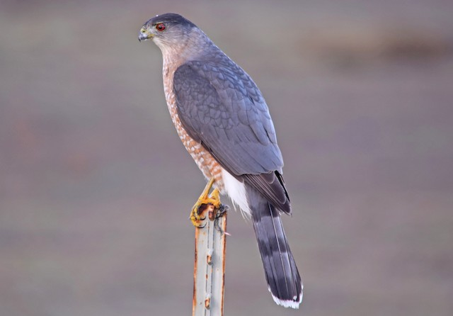 <p>Identify the specimen</p>