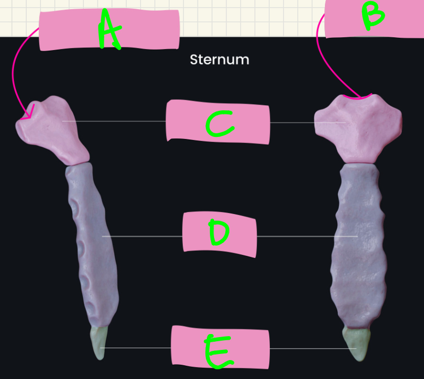 <p>What’s A-E? </p>