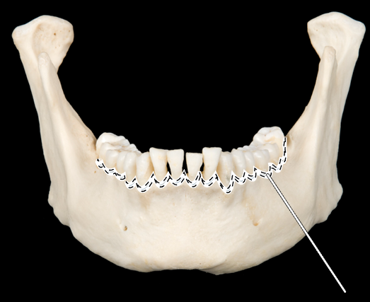 <p>Name the highlighted portion.</p><p>(Mandible, anterior view).</p>