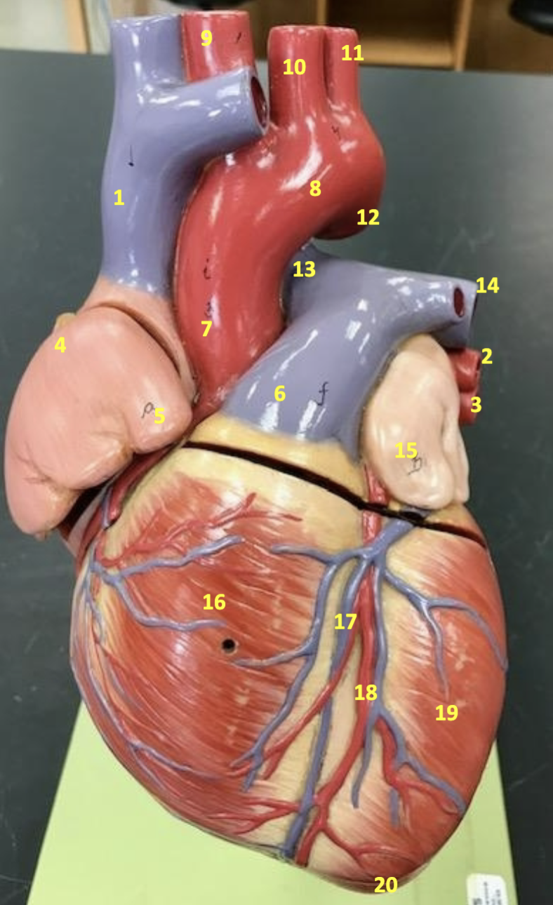 <p>What does #13 indicate? What’s its function?</p>