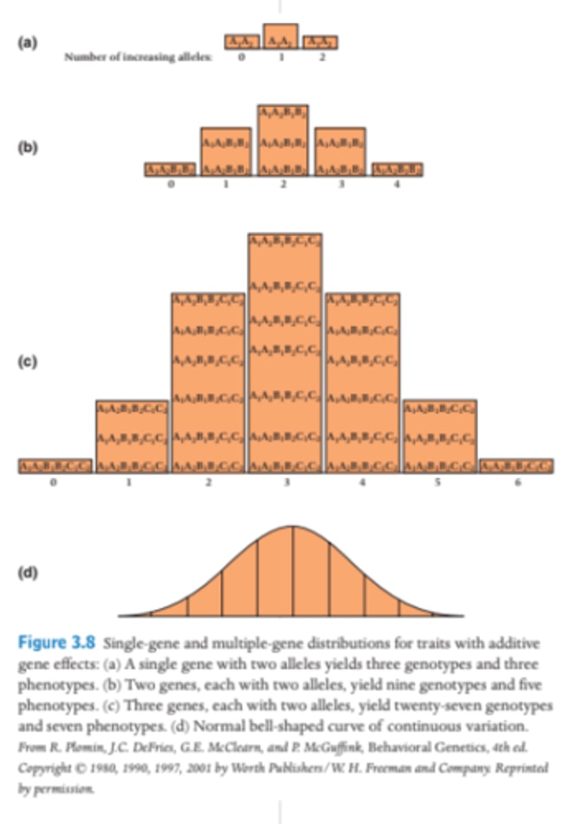 <p>Nine genotypes and five phenotypes.</p>