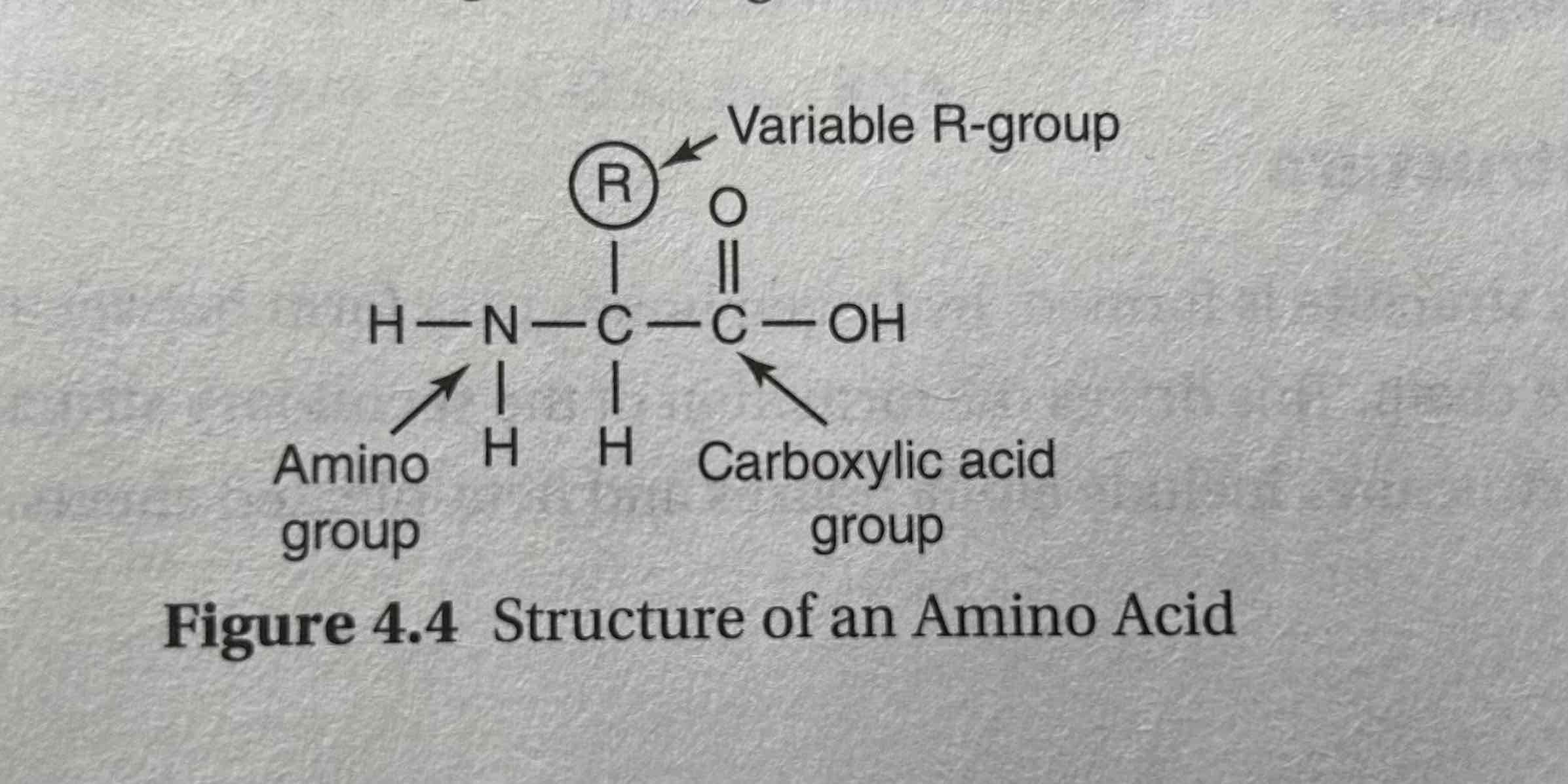 <p>Hydrogen atom, a carboxyl group (−COOH), an amino group (−NH2), and a R-group.</p>