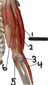 <p>Label 3</p>