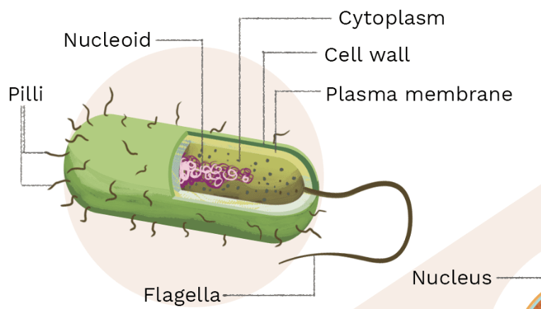 <p>What type of cell is this?</p>