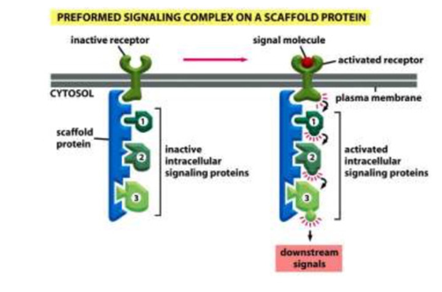<p>- the intracellular signaling proteins are already attached to scaffold protein, which is attached to the inactive receptor</p><p>- when a ligand bind to the receptor, the signal is transmitted across the cell membrane</p><p>- the complex receives the cell, which then activates the protein bound to the scaffold one by one to activate the target protein to make the desired product</p>