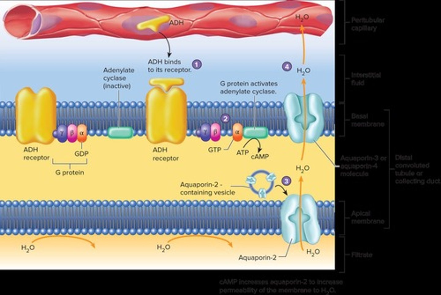 <p>The distal convoluted tubule and collecting duct of the nephron.</p>