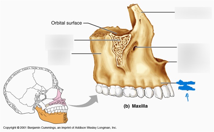 <p>What is this part of the maxilla called?</p>