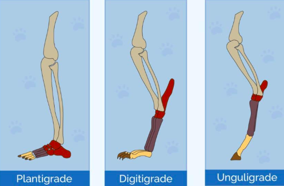 <p>Compare plantigrade, digitigrade, and unguligrade foot postures, and discuss how these changes affect stride length, stride rate, and locomotor efficiency.</p>