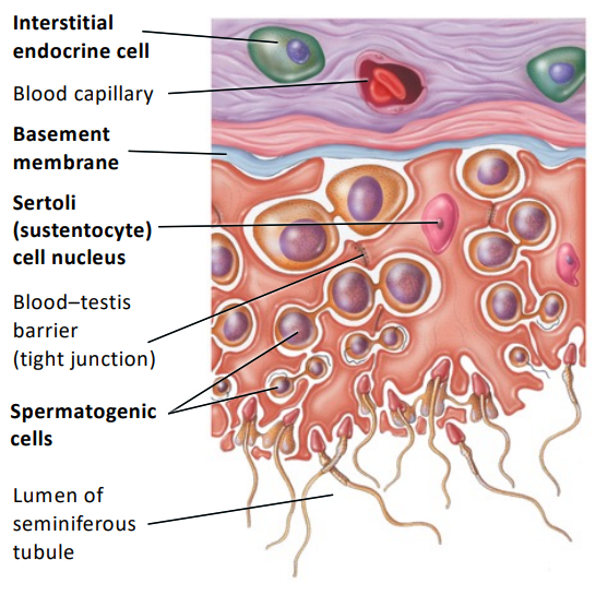 They are support cells that nourish and protect spermatogenic cells.

