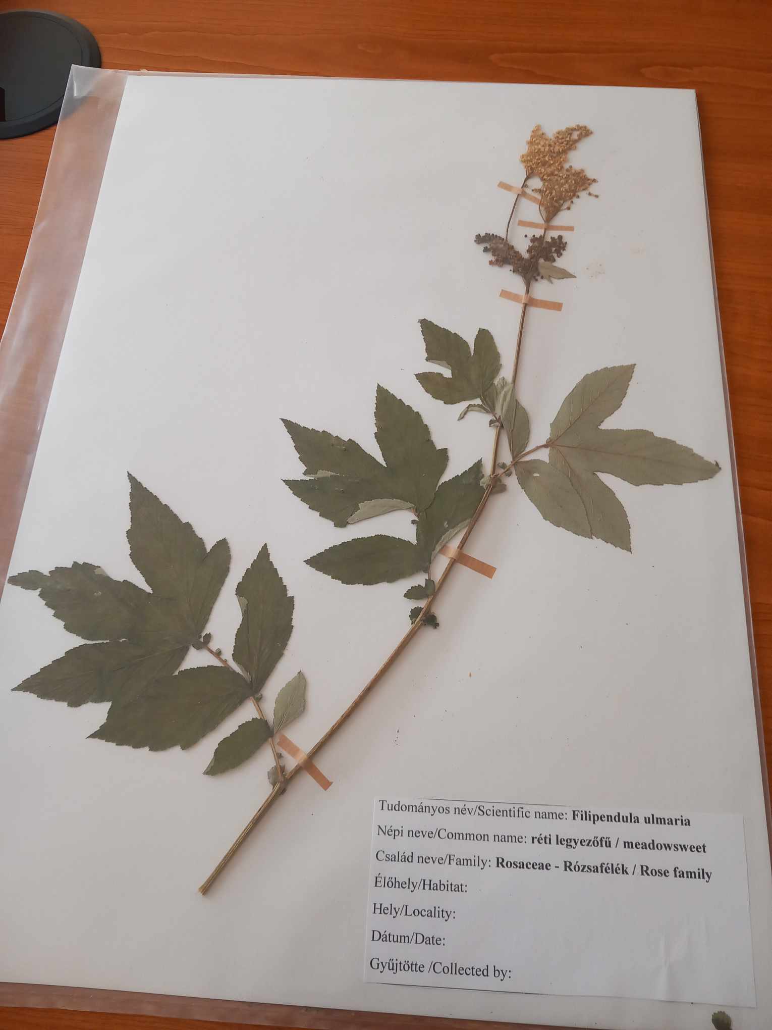 <p>Filipendula ulmaria</p>