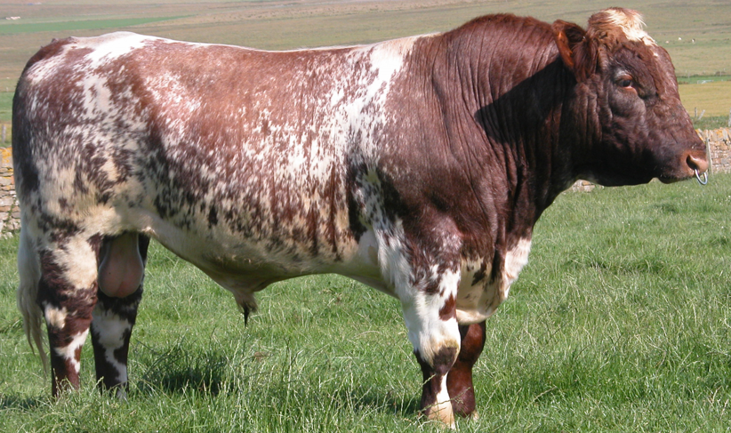 <p>What breed is this?</p>