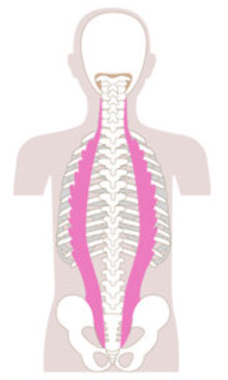 <p>Origin: ribs, iliac crest</p><p>Insertion: TP of cervical vertebrae, ribs</p><p>Action: (bilaterally) extension. (unilaterally) lateral flexion</p>