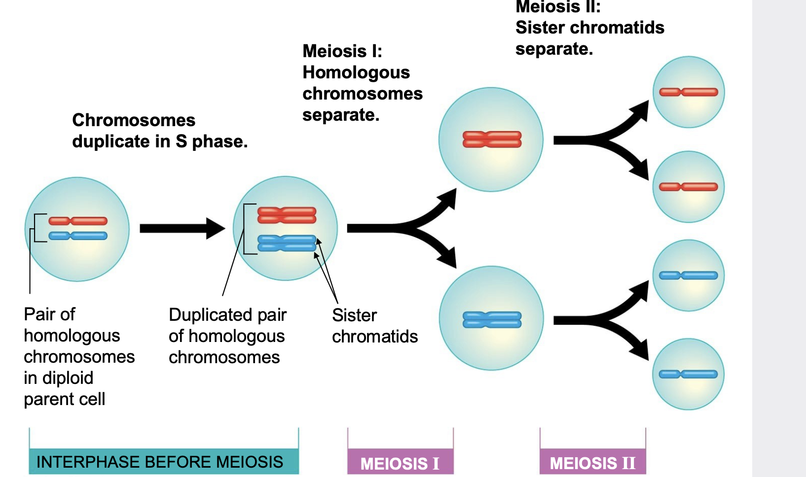 <p>Mitosis vs Meiosis Division</p>