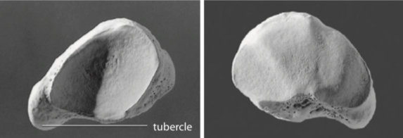 <p>Skinny crescent-shaped tarsal bone with a distinct concave articular surface on the proximal side and a triple articular surface on the distal side.</p>