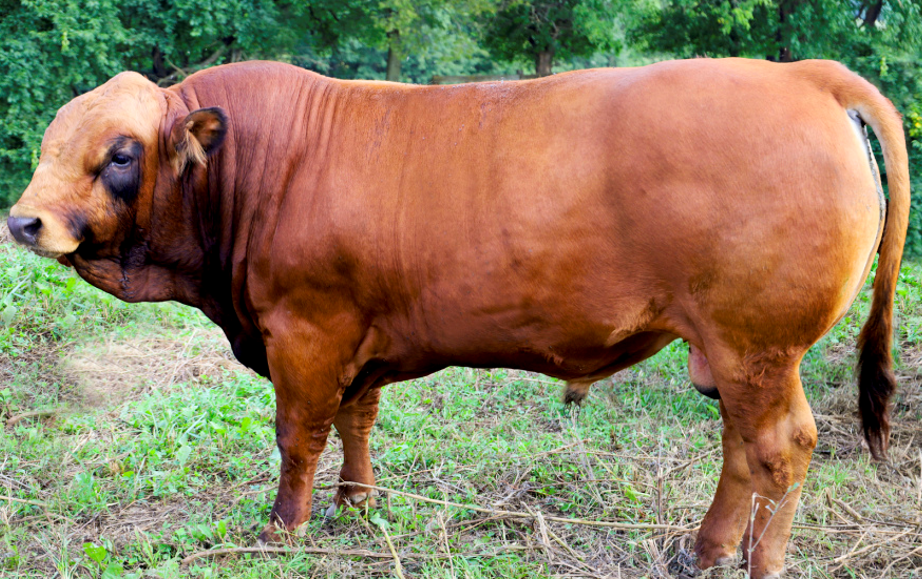 <p>What breed is this?</p>
