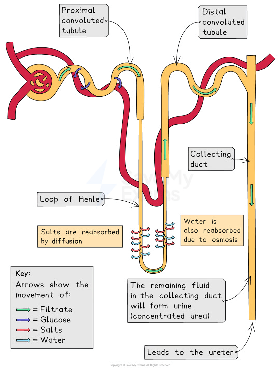 <ul><li><p>as filtrate drips through loop of henle, necessary salts are reabsorbed back into blood by diffusion and active transport</p></li><li><p>as salts are reabsorbed back into blood, water follows by osmosis</p></li><li><p>water is also reabsorbed from collecting duct in different amounts depending on how much water the body needs at the time</p></li></ul><p></p>