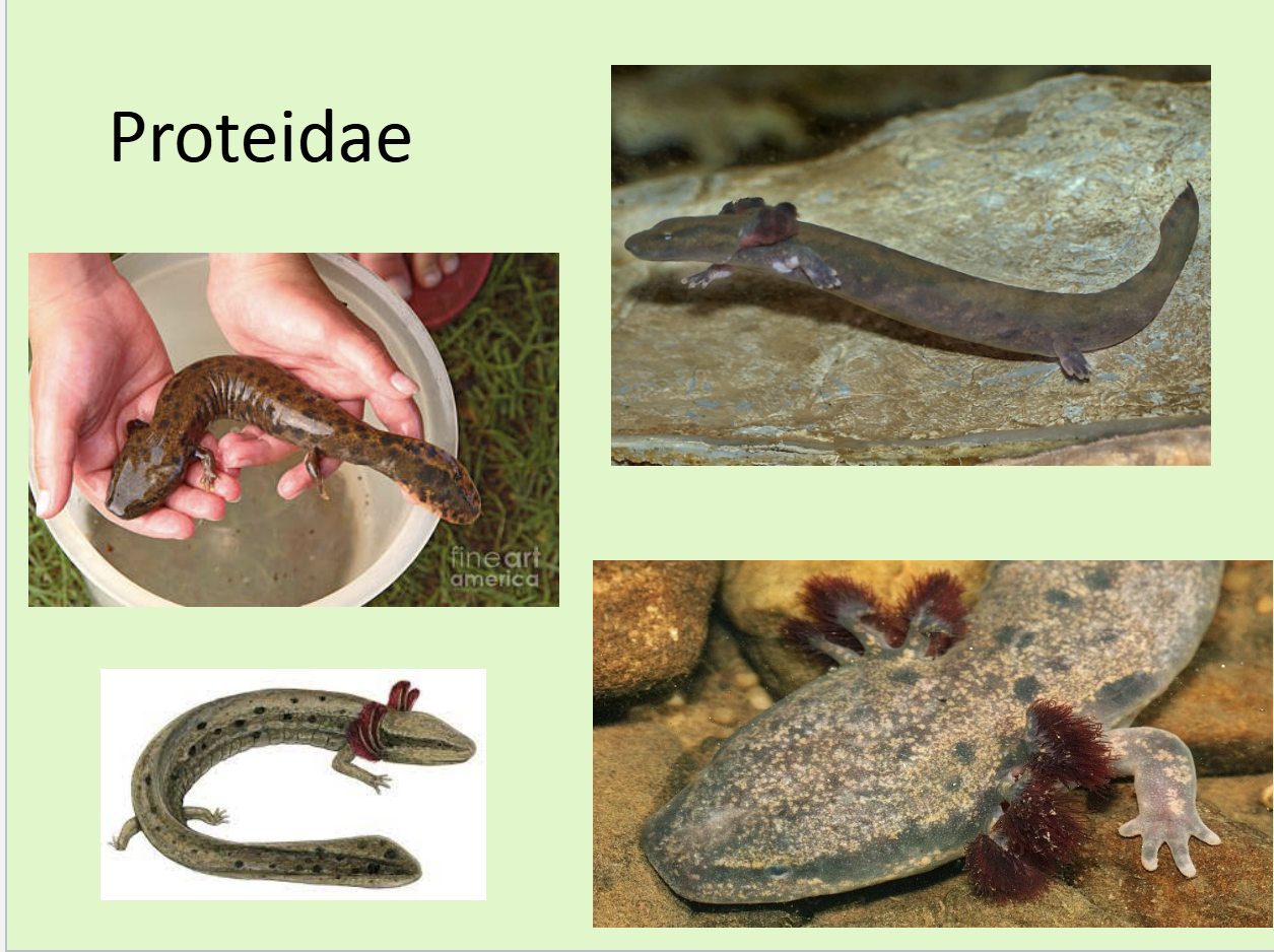 <ul><li><p><span>Paedomorphic, adults have large external gills caudal fin, no eyelids, no upper jaw</span></p></li><li><p><span>four good limbs</span></p></li><li><p><span> reduced number of digits on front &amp; rear limbs. European species is cave- dwelling, Proteus anguinus</span></p></li></ul><p></p>