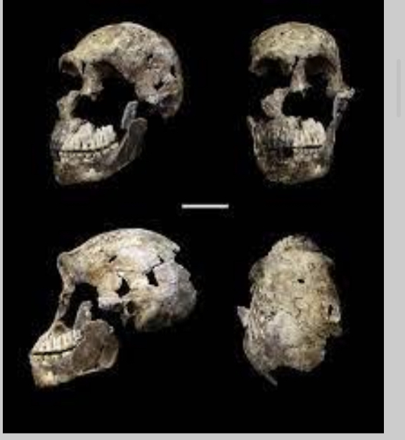 <p>Homo naledi</p>