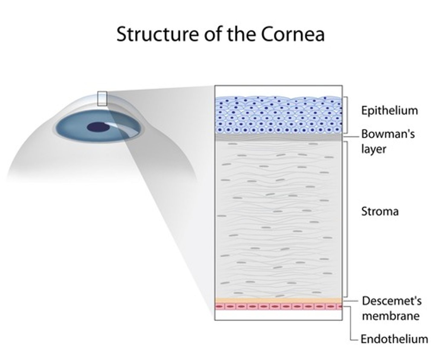 <p>The clear, dome-shaped surface that covers the front of the eye, playing a key role in focusing light.</p>
