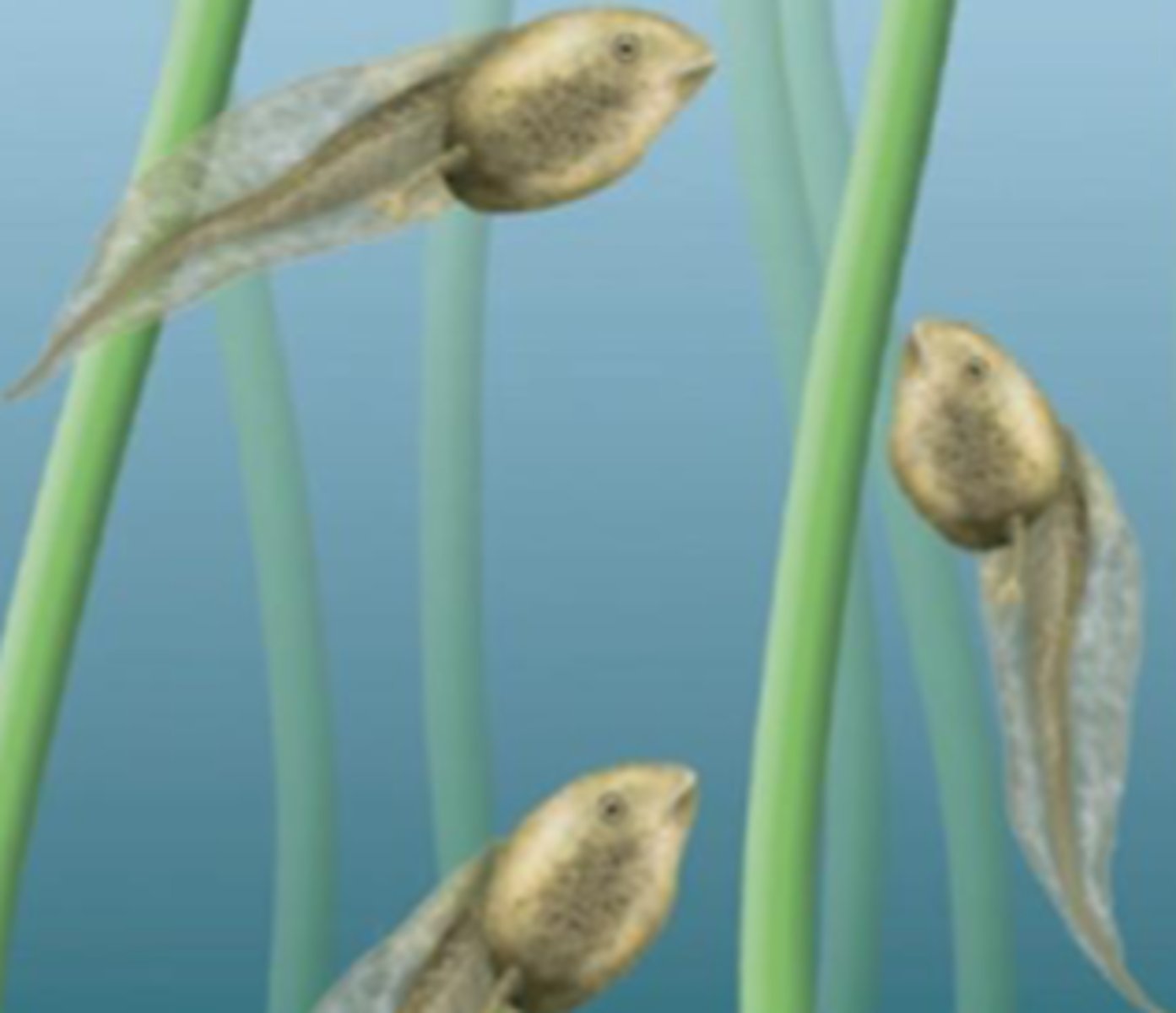 <p>Individuals of the same species living in a particular area.</p>