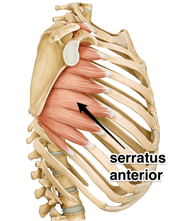 <p>Serratus anterior</p>