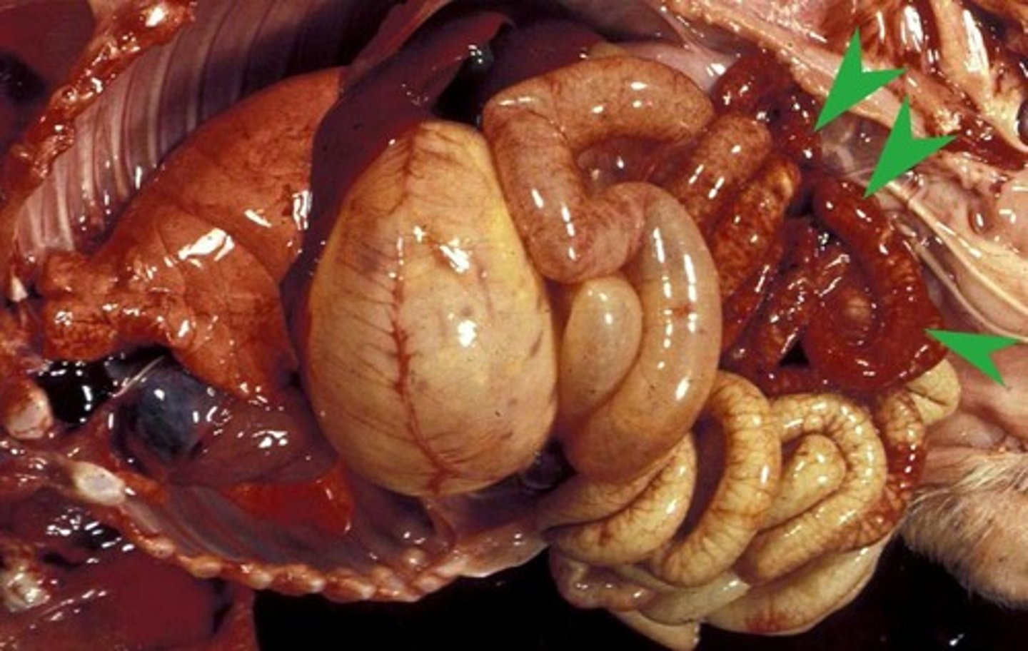 <p>Causative agent of swine dysentery, causing mucoid diarrhea with frank blood and marked weight loss.</p>