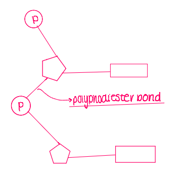 <p>a phosphodiester bond</p>