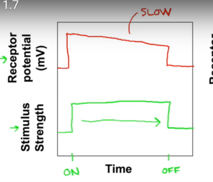 <p>-limited adaptation, signal stays mostly the same</p><p>-pain receptors, head position receptors in inner ear</p>